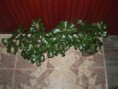 /album/fenykepgaleria/sivatagi-rozsa-adenium-002-jpg/
